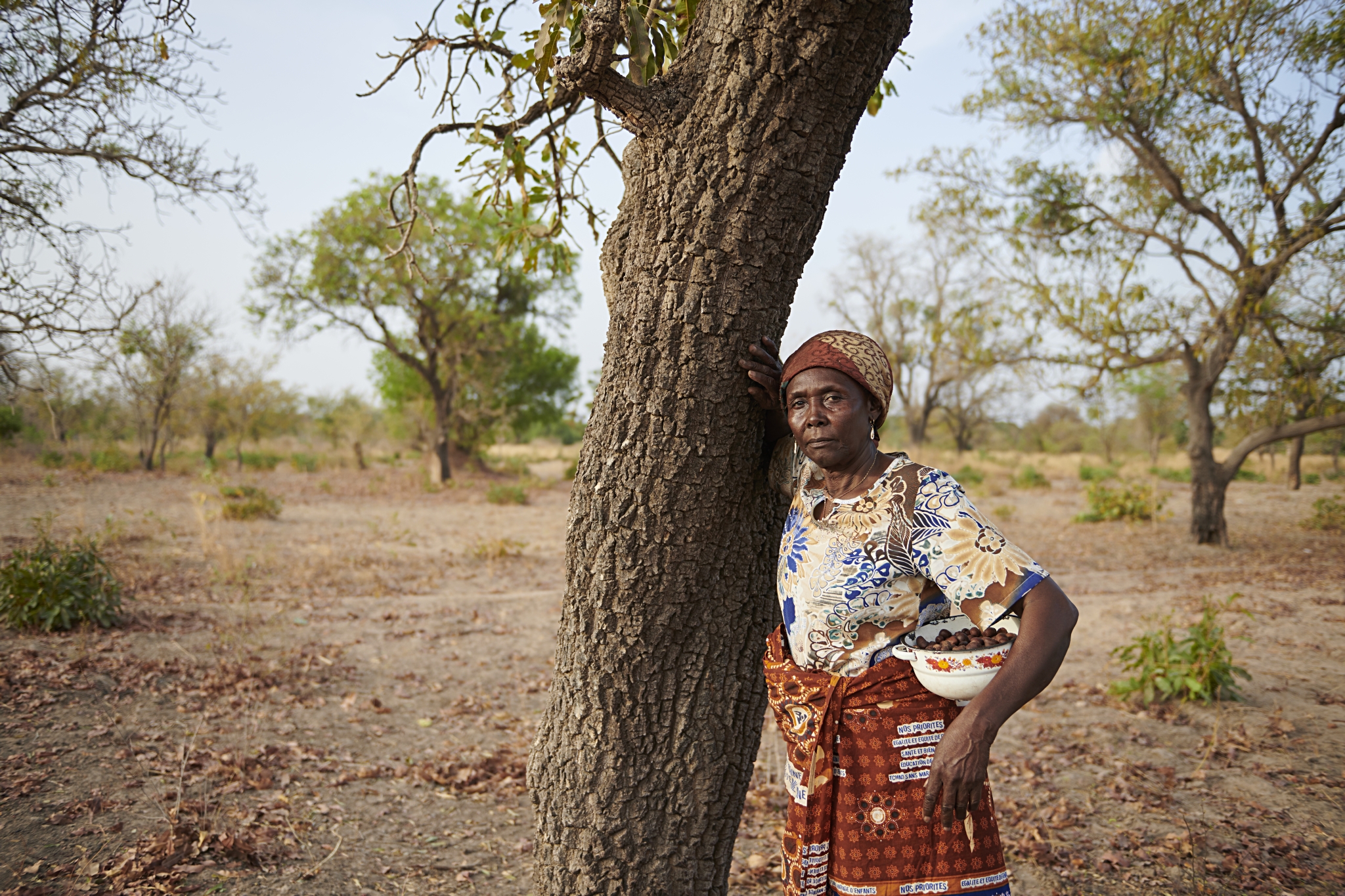 Die Frauen ernten die Nüsse der Shea Bäume, die im Süden des Tschad weit verbreitet sind. 