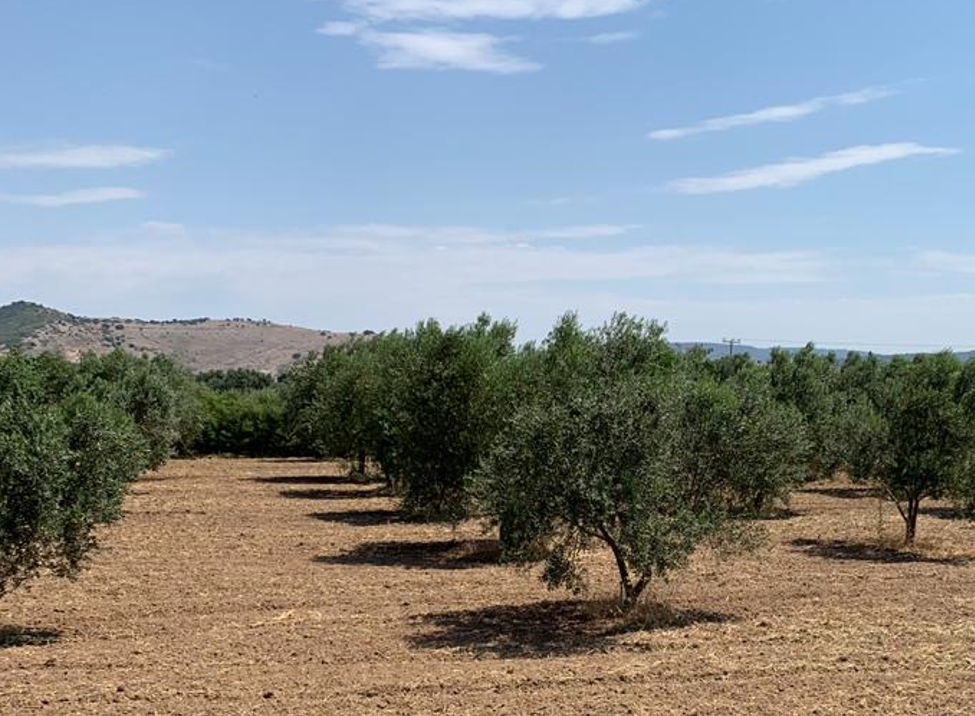 Blick in den Olivenhain im August 2019.