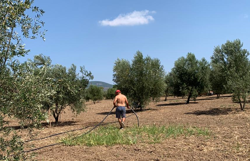 Vor allem die jungen Olivenbäume brauchen im Sommer genügend Wasser zum Gedeihen.