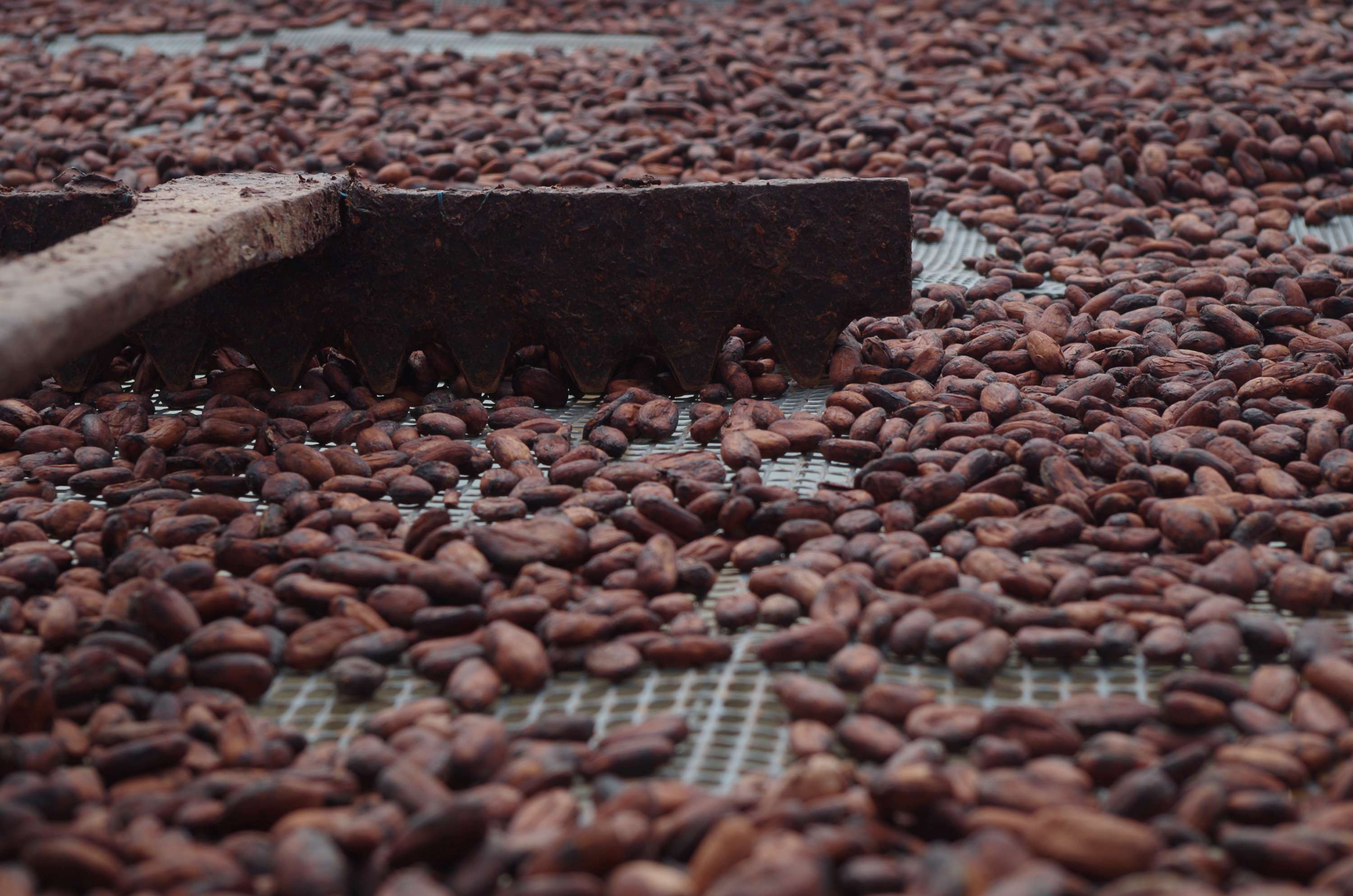 Getrocknete Kakaobohnen, die auf ihre Weiterverarbeitung zur Schokolade warten.