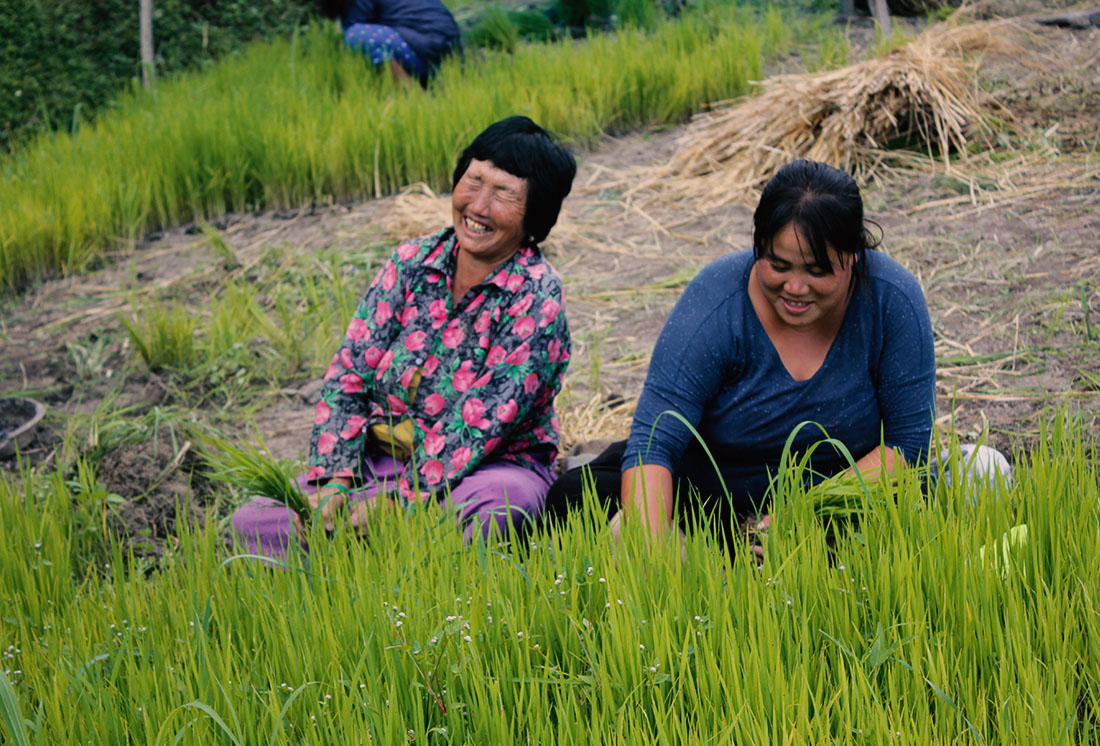 Choki mit ihrer Grossmutter beim Umpflanzen von Reis. 