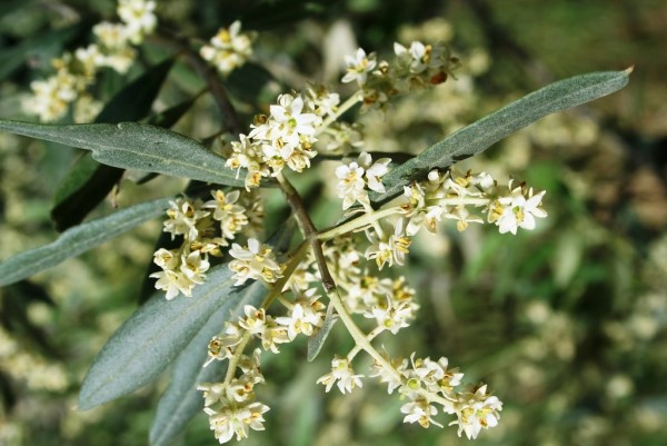 Zarte Olivenblüten