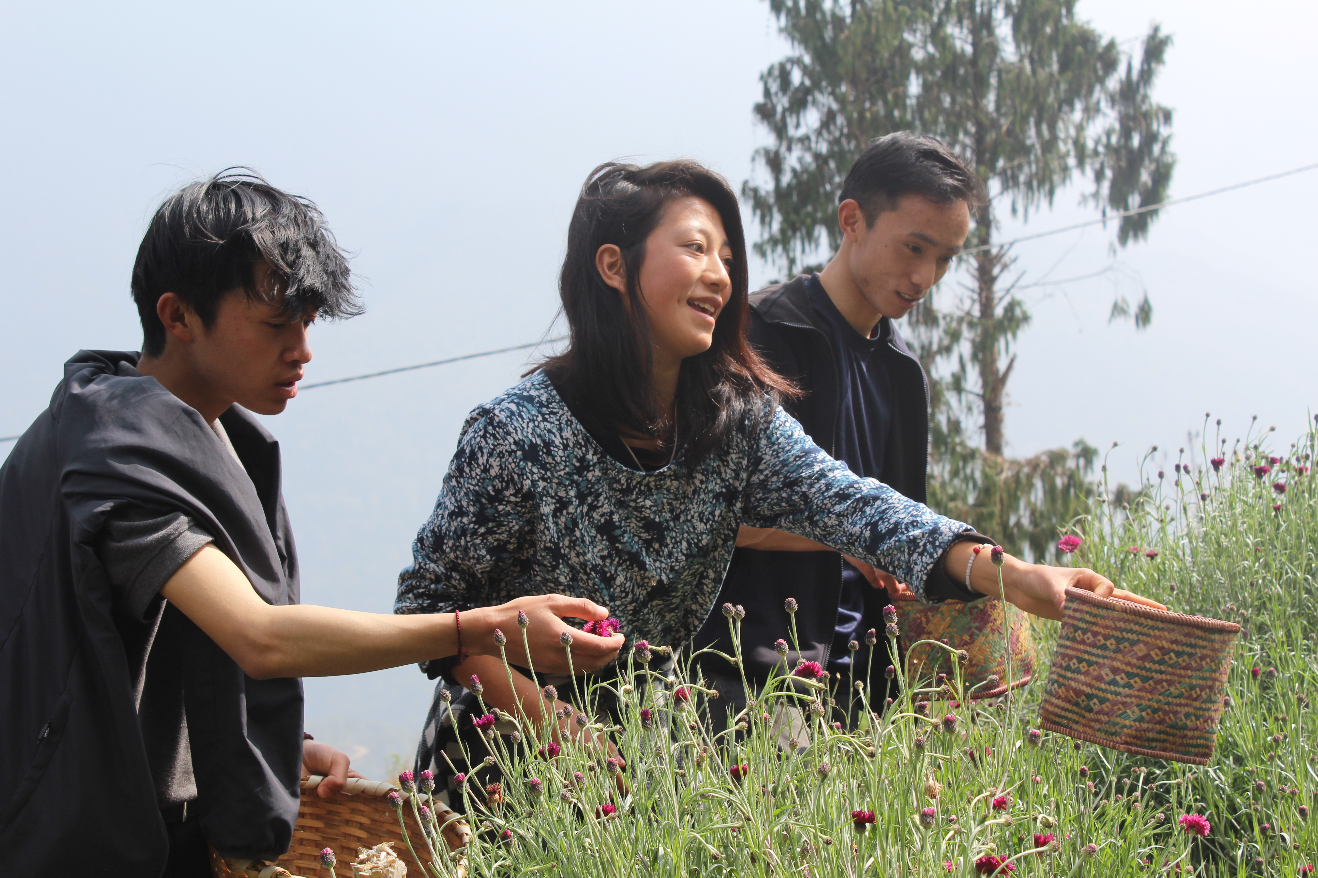 Die ProduzentInnen sammeln die Blüten schonend in handgeflochtenen Körben