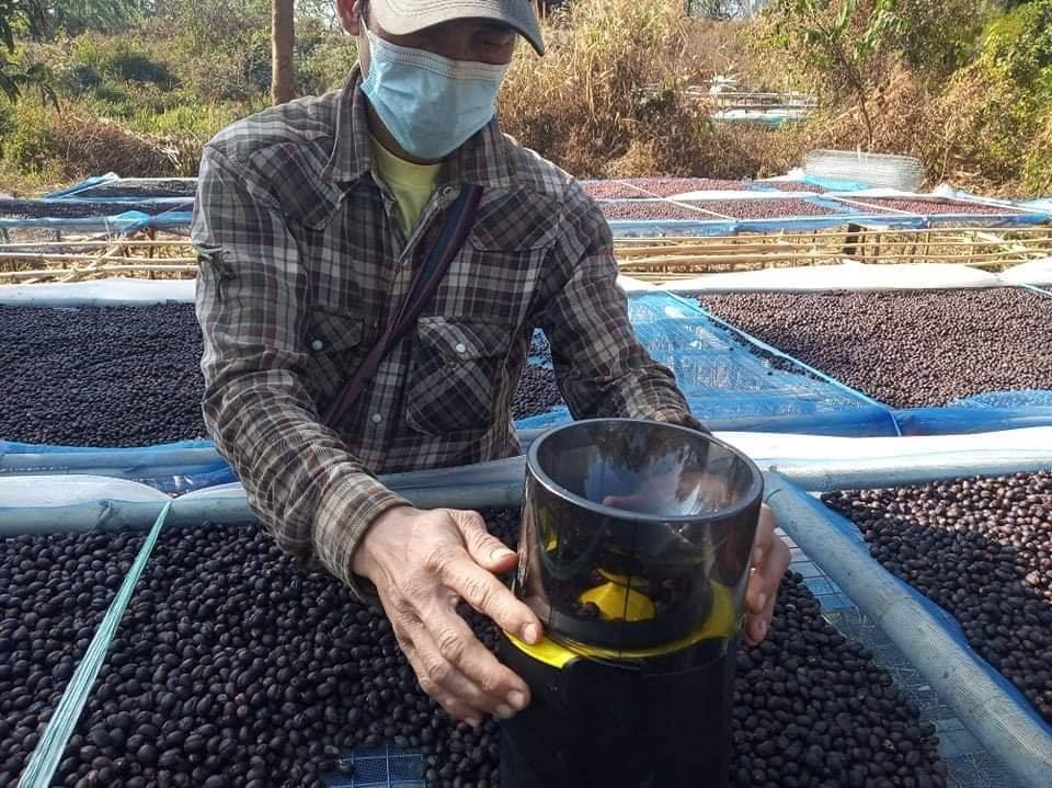 Asho Chin Produzent misst den Feuchtigkeitsanteil des Kaffees