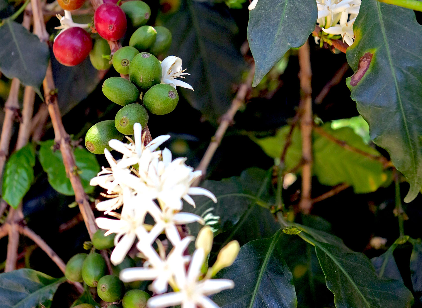 Blüten und Kirschen des Kaffeebaums der Sorte Arabica Bourbon SL28