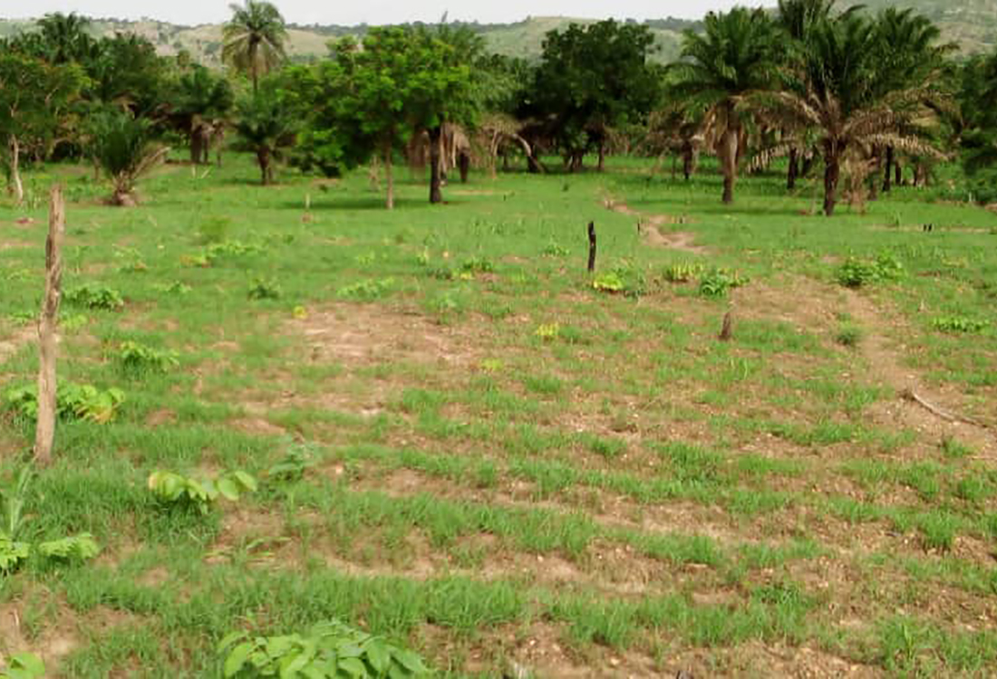 Le fonio n'est guère exigeant en terme de sol, ne nécessite que peu d'eau et est prêt à être récolté en quelques semaines. Il est donc idéal pour surmonter les phases de sécheresse.