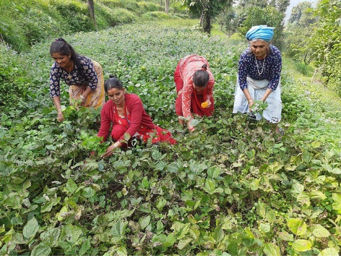 Von links nach rechts: Ram Maya Bagale; Tulasa Devi Pokharel; Ram Maya Khadka; und Goma Devi Koirala beim Unkraut Jäten. Diese Handarbeit ist wichtig, da keine Pestizide verwendet werden.