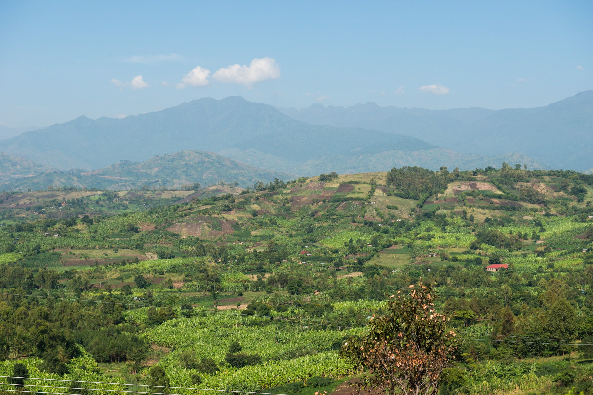 Die hüglige Region im Westen Ugandas mit dem Ruwenzori Gebirge im Hintergrund ©Daniela Mühlheim