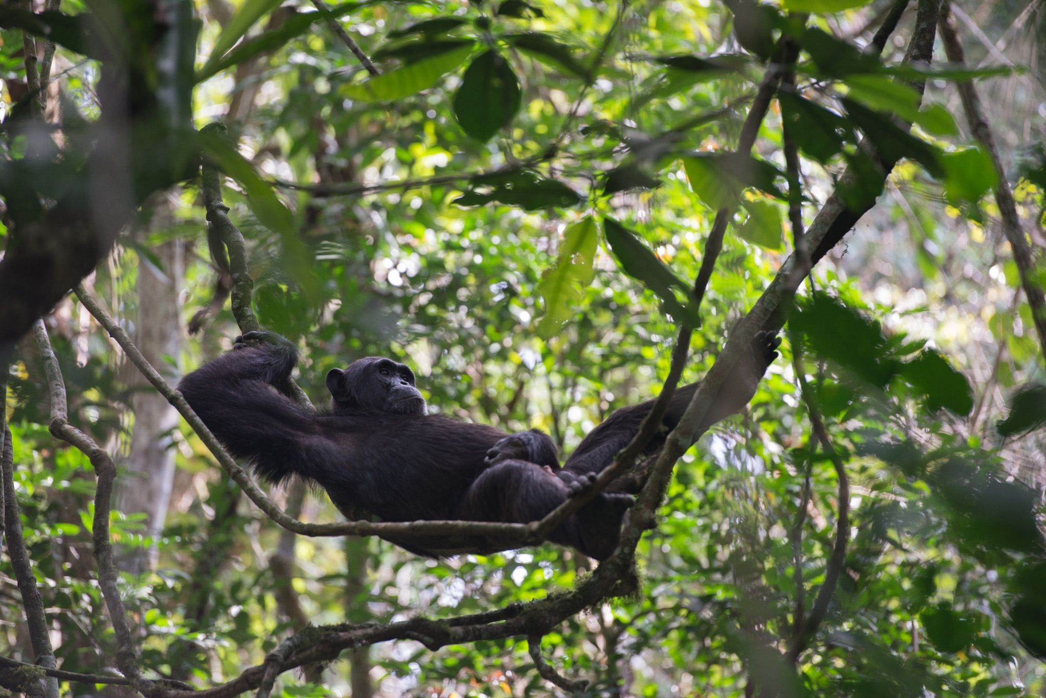Ein Schimpanse im Kibale Nationalpark ©Daniela Mühlheim