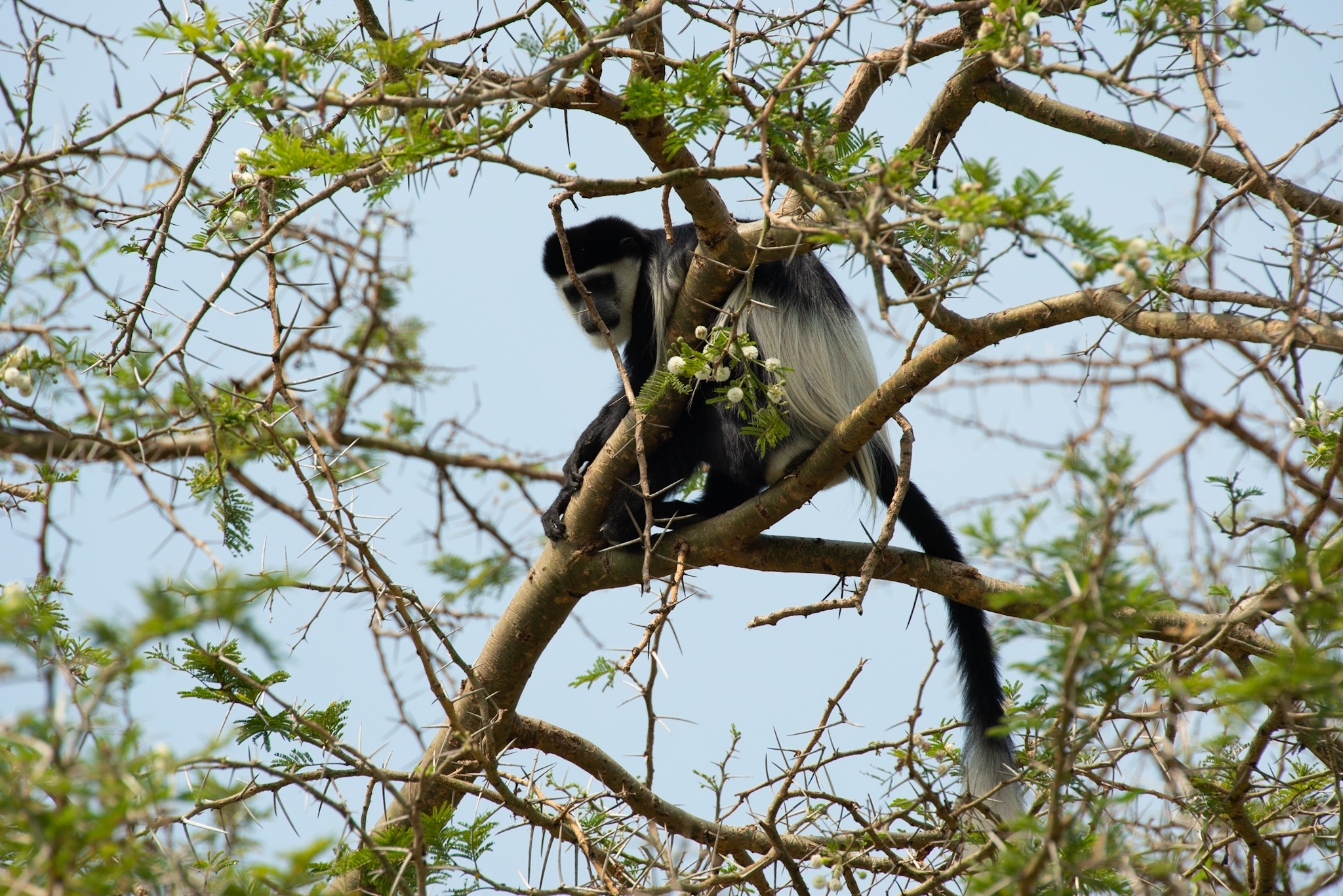 Der Schwarz-Weisse Stummelaffe, eine von zahlreichen Affenarten der Region ©Daniela Mühlheim