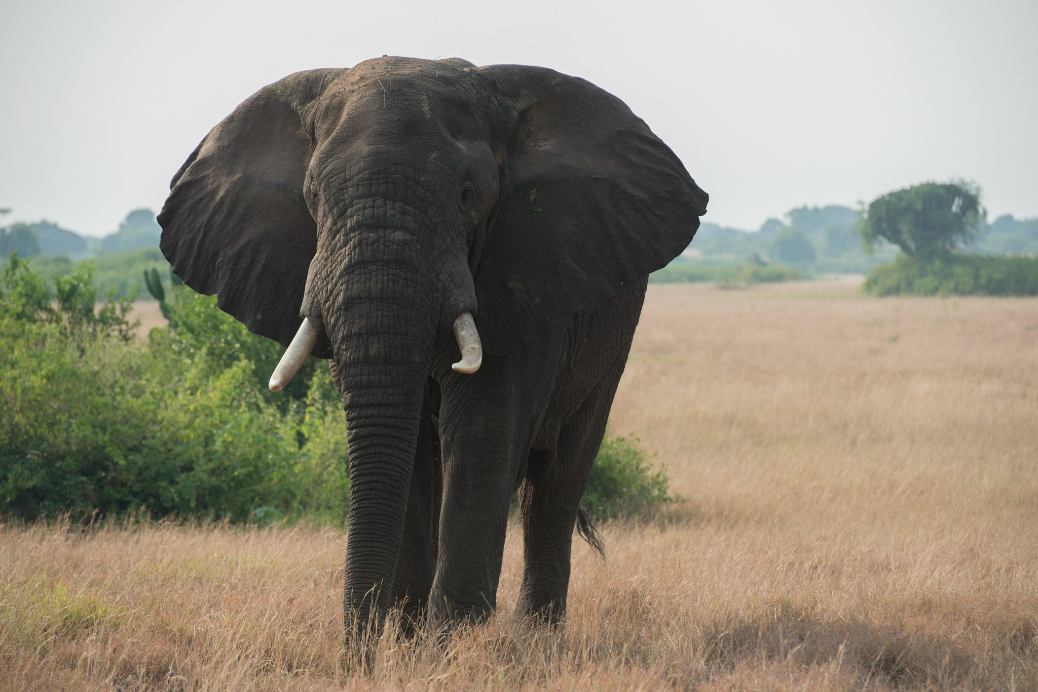 Der König der Savannen im Queen Elisabeth Nationalpark: ein Elefantenbulle ©Daniela Mühlheim