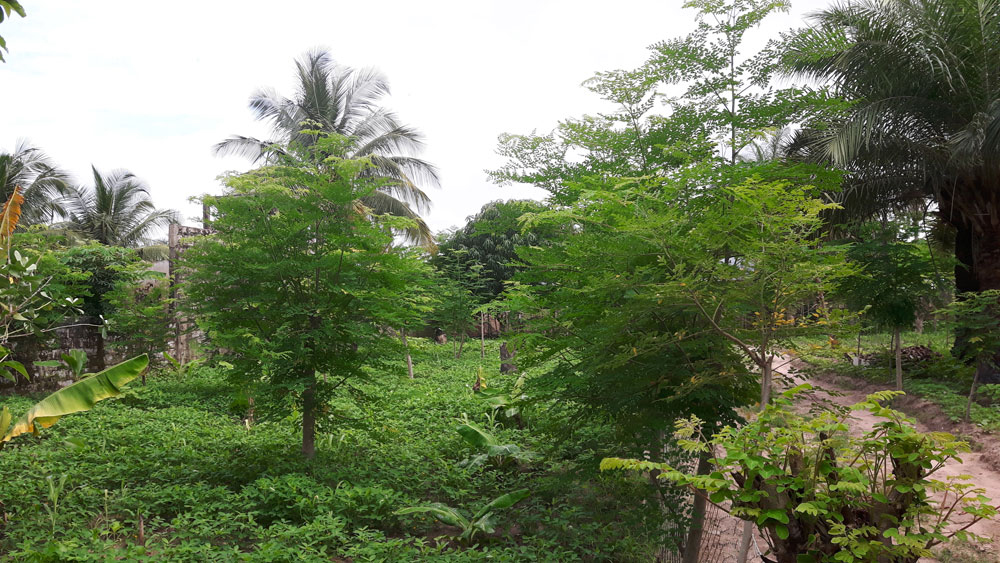 Les plantes d’arachide entre les arbres de moringa pour éviter la monoculture