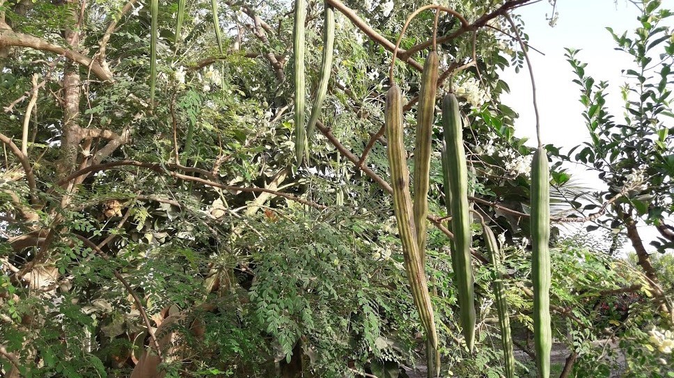 Hier zu sehen sind Moringa-Schoten, welche die Samen des Baumes tragen.