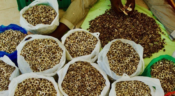 Voici à quoi ressemblent les graines de moringa dévoilées avant que nous les transformions en huile