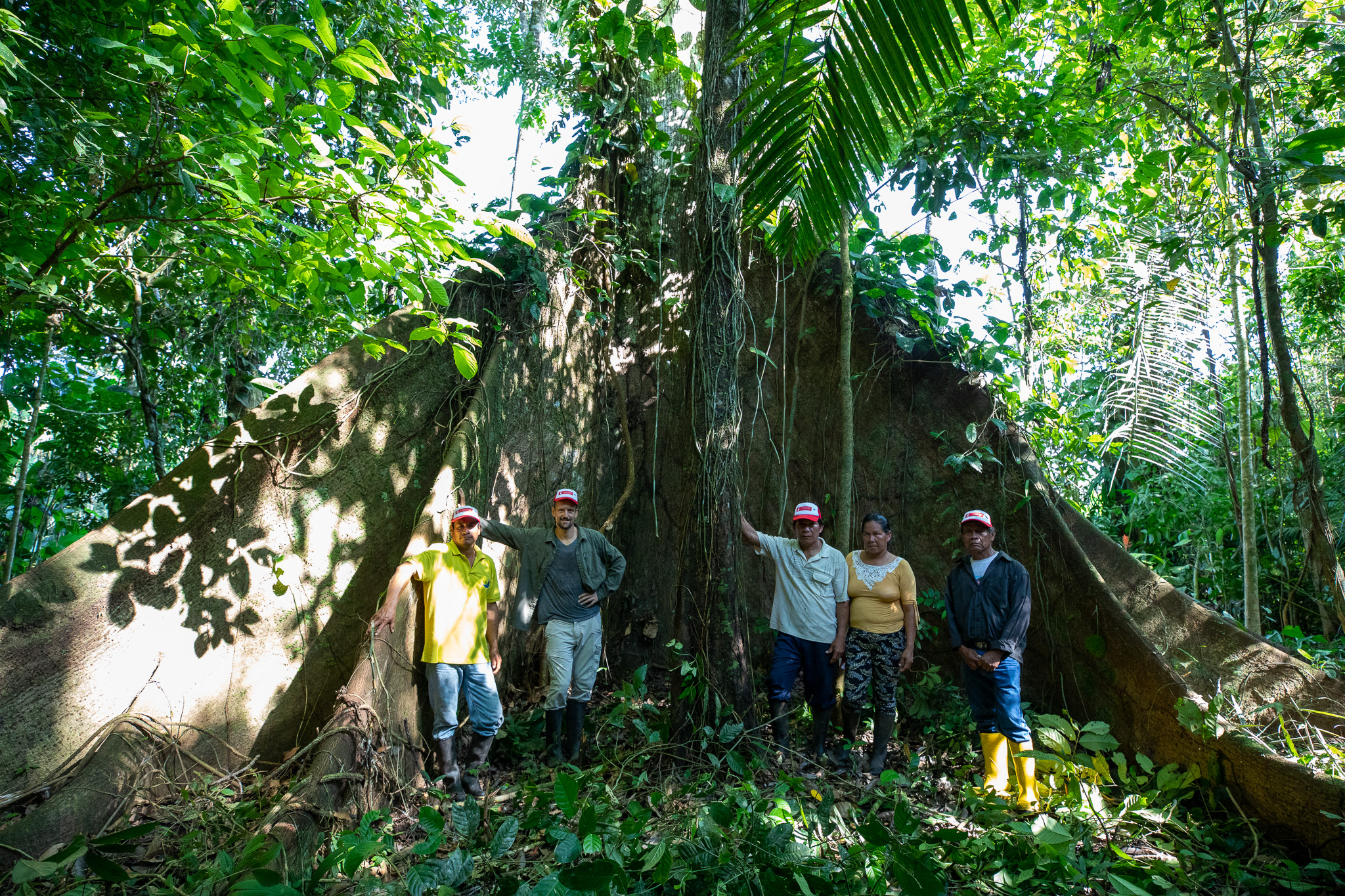 Romaldo der Präsident, Elisabeth die Schatzmeisterin sowie Roque von der Kooperative CSY und der Projektkoordinator ChocoSamona der Csf vor dem Regenwaldriesen Ceibo (in Kichwa "Samona" genannt). Einer der zahlreichen schützenswerten Schätze des Amazonas!