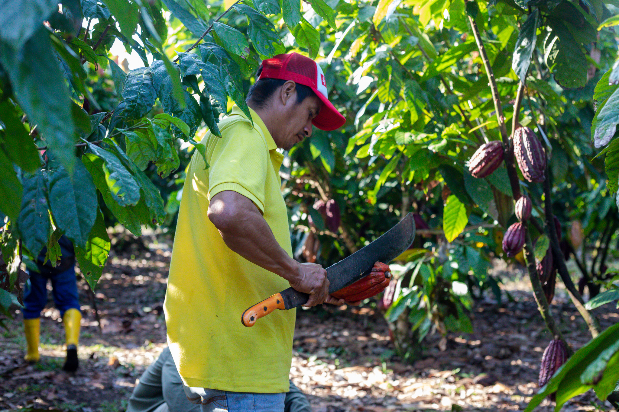 Roque Andi, der Verantwortliche der Kooperative Kichwa Choco Samona Yuturi (CSY) für die Kakaoproduktion beim Öffnen einer Kakaofrucht.