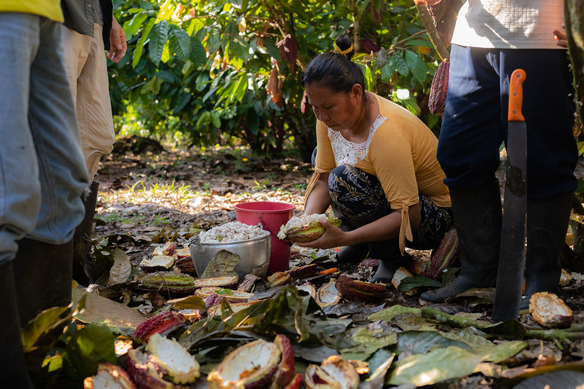 Dahlia Salazar, Gründungsmitglied und ehemalige Präsidentin der Kooperative CSY trennt die frischen Kakaobohnen von der Schale.