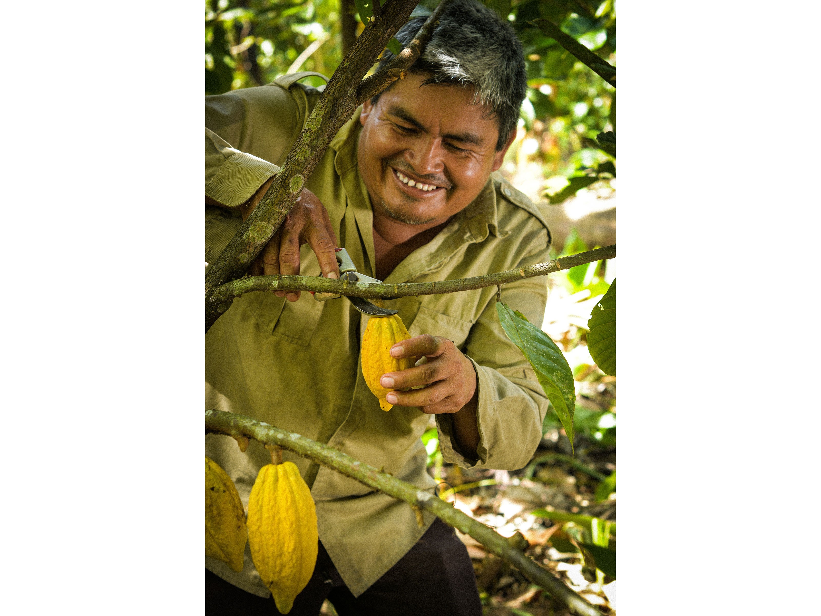 Ein Mitarbeiter sammelt reife Kakaobohnen.