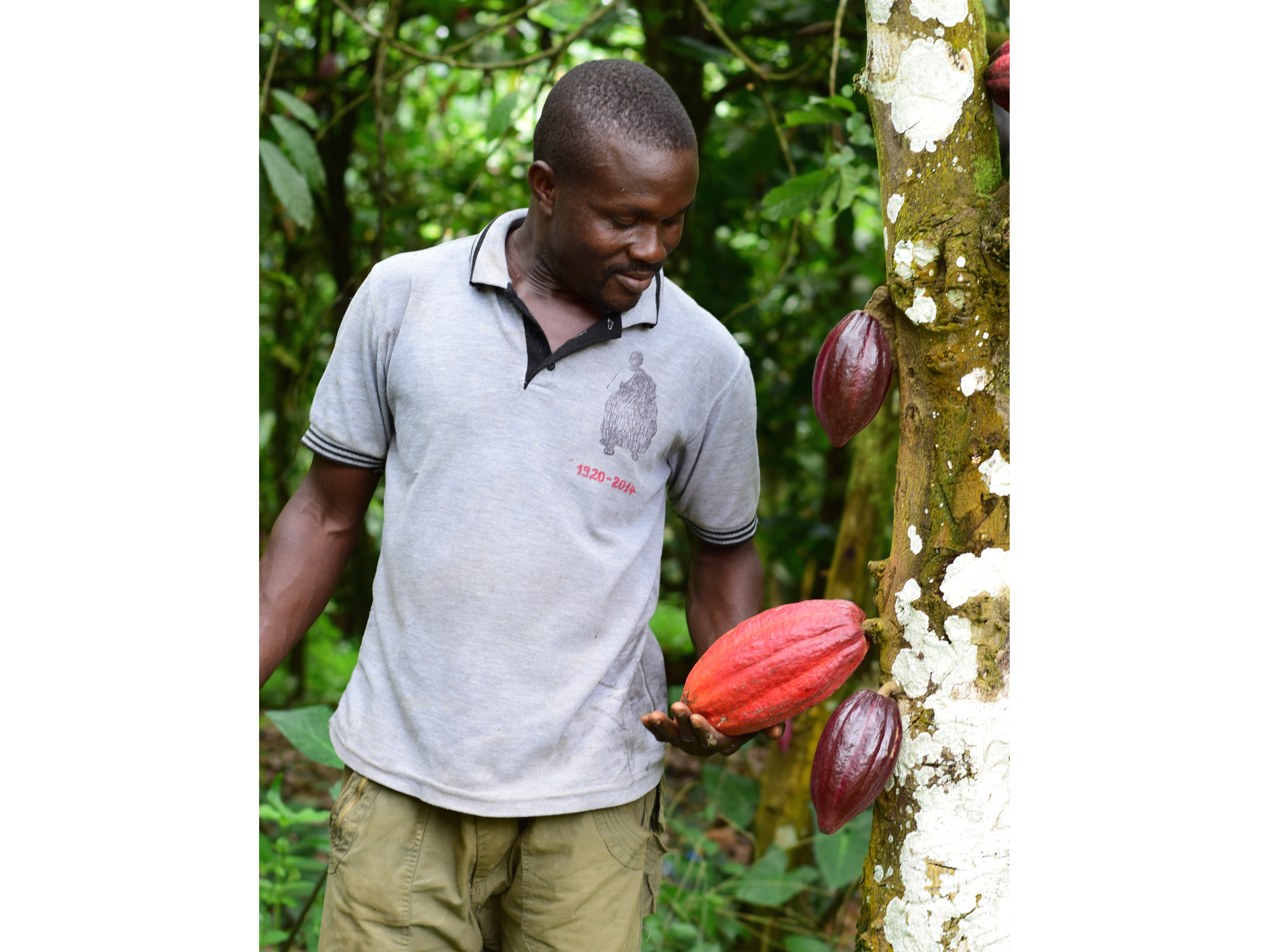 Die Kakaofrucht wächst direkt am Stamm des Kakaobaums. Neben der reifen Frucht können bereits die Früchte der nächsten Saison sowie die Blüten für die übernächste Saison wachsen. 