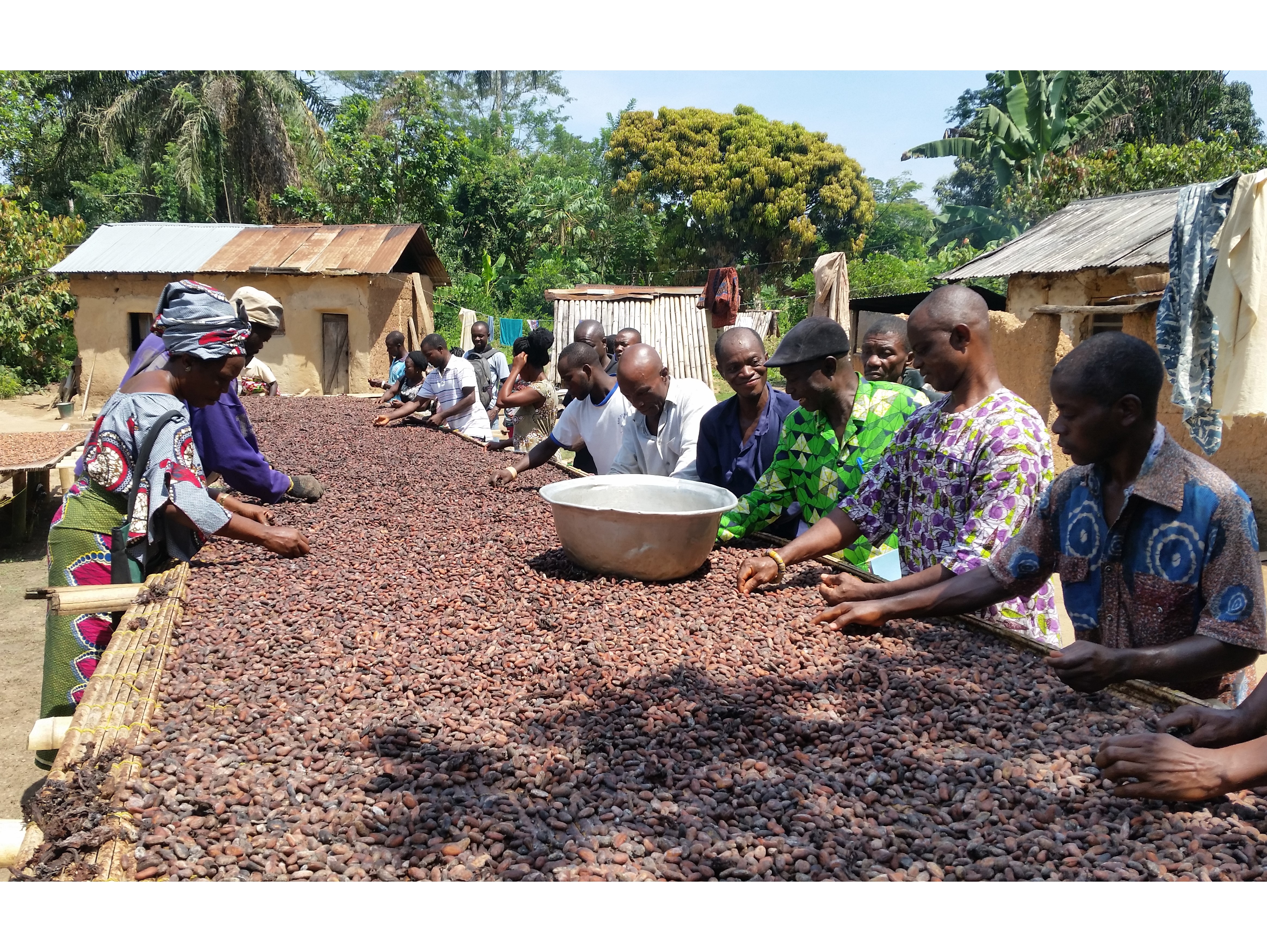 Après la fermentation, les fèves de cacao sèchent au soleil. Pour éviter les moisissures et les infestations, les producteur·ice·s doivent régulièrement contrôler et retourner les fèves pendant cette phase.  