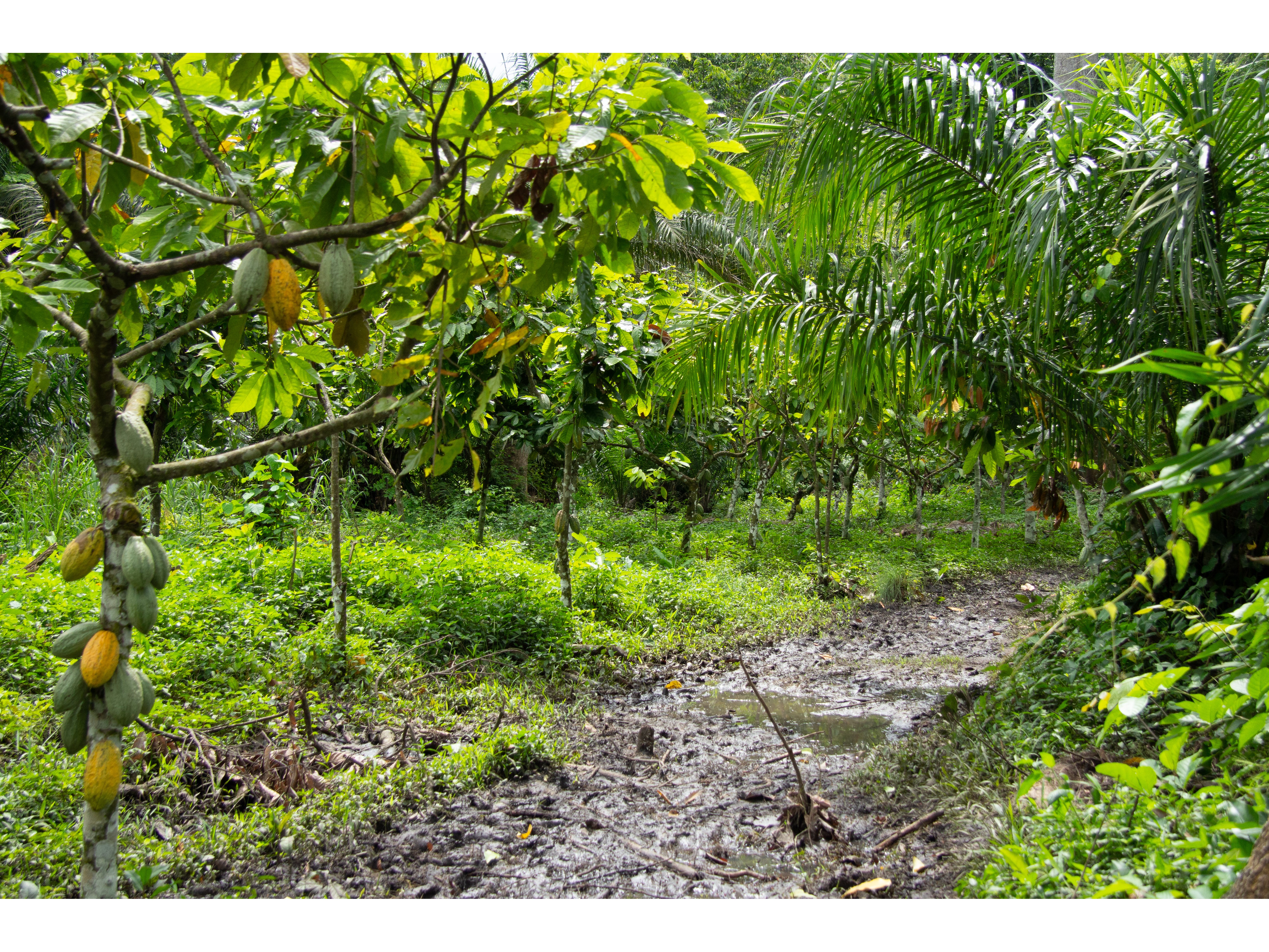 Kakao wächst gerne im schattigen Unterwuchs tropischer Wälder. In Togo gelingt es einigen der Produzent:innen, ziemlich naturnah zu wirtschaften.