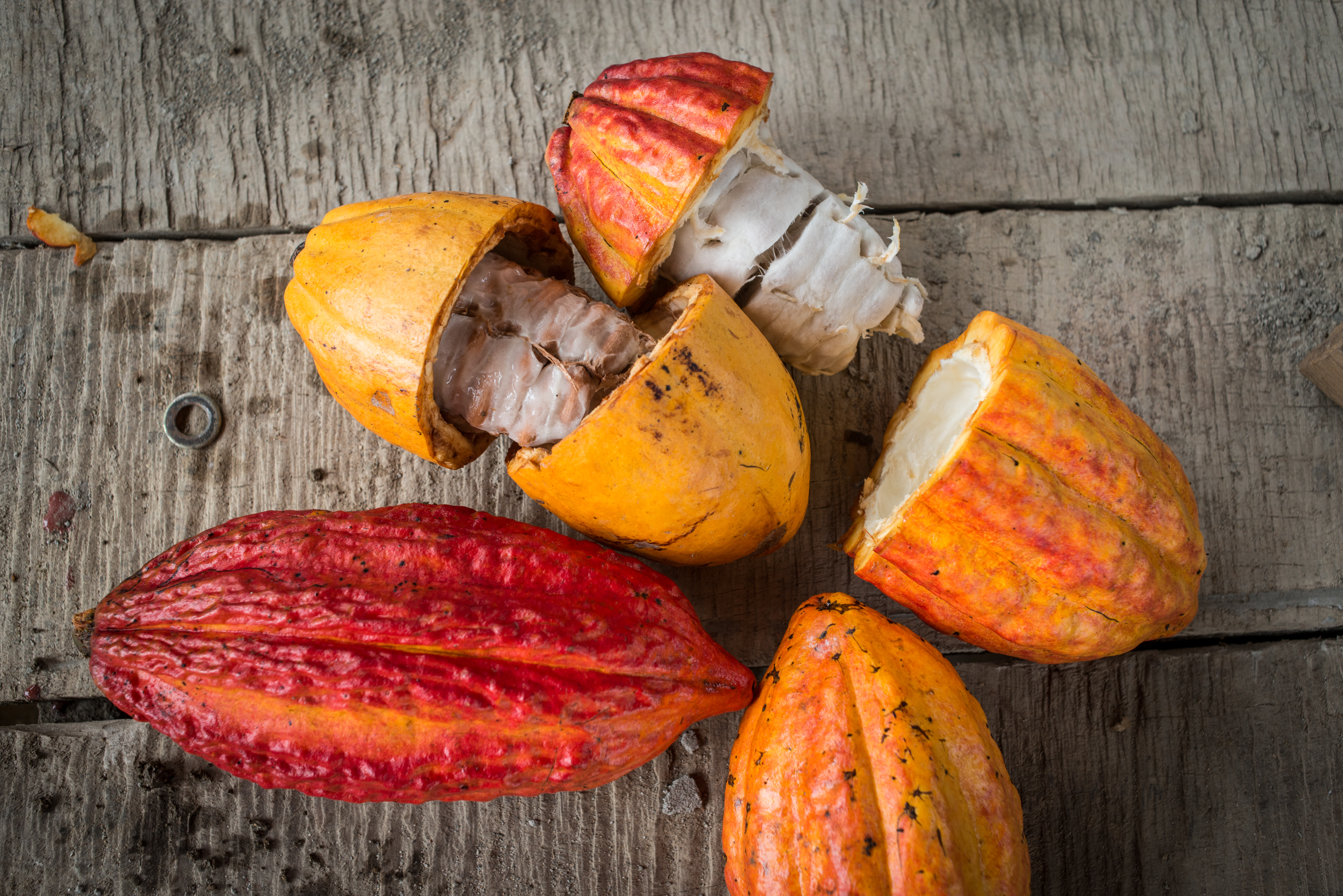Kakaoschoten kurz nach der Ernte © Jérômine Derigny