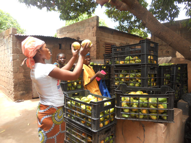 Um den Transport und die Lagerung der frischen Früchte zu verbessern, schickt gebana zusammen mit ihren Kundinnen und Kunden seit Jahren Fruchtkisten nach Burkina Faso, die von den Verarbeitungsbetrieben gegen getrocknete Mango getauscht werden.