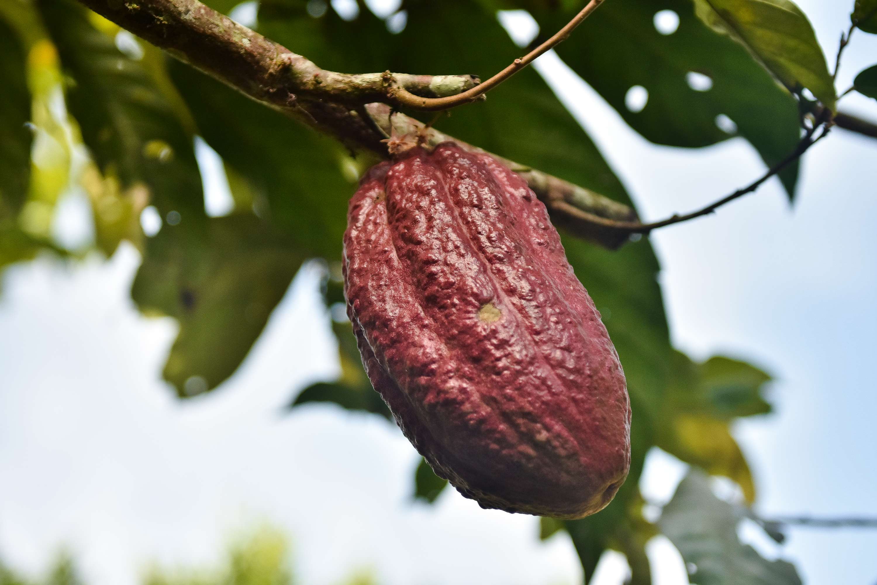 Die Kakaofrucht muss sorgfältig geerntet werden.