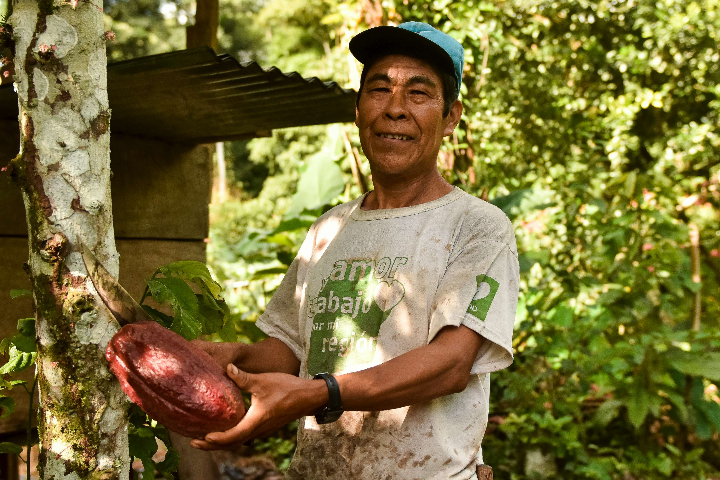 Aquilino pflückt eine Kakaofrucht.
