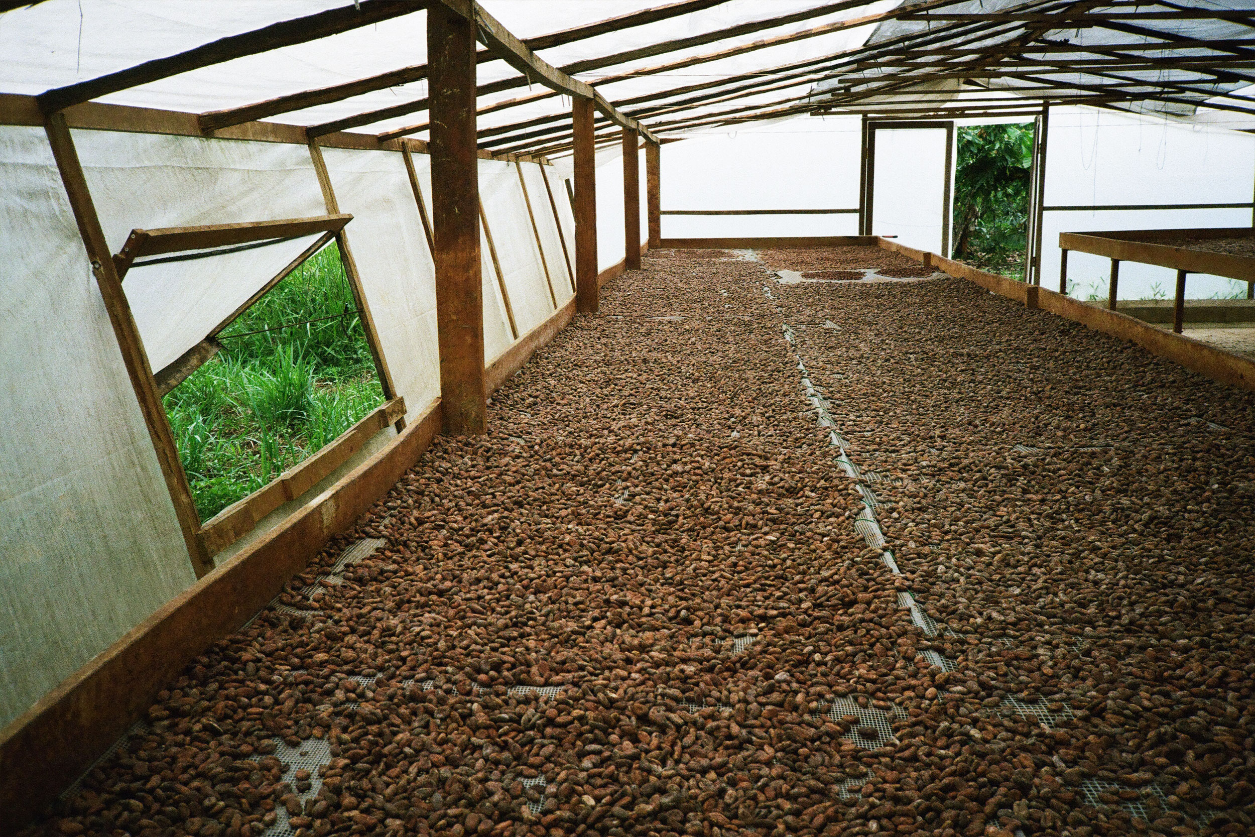 Fèves de cacao séchées attendant d'être transformées en chocolat.