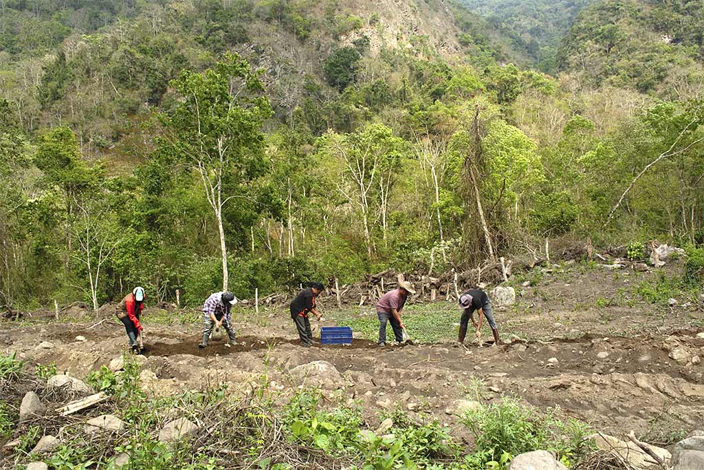 Im subtropischen Zhemgang werden die Pflanzen von Hand ausgesät (Foto: Cheku Rangdrel)