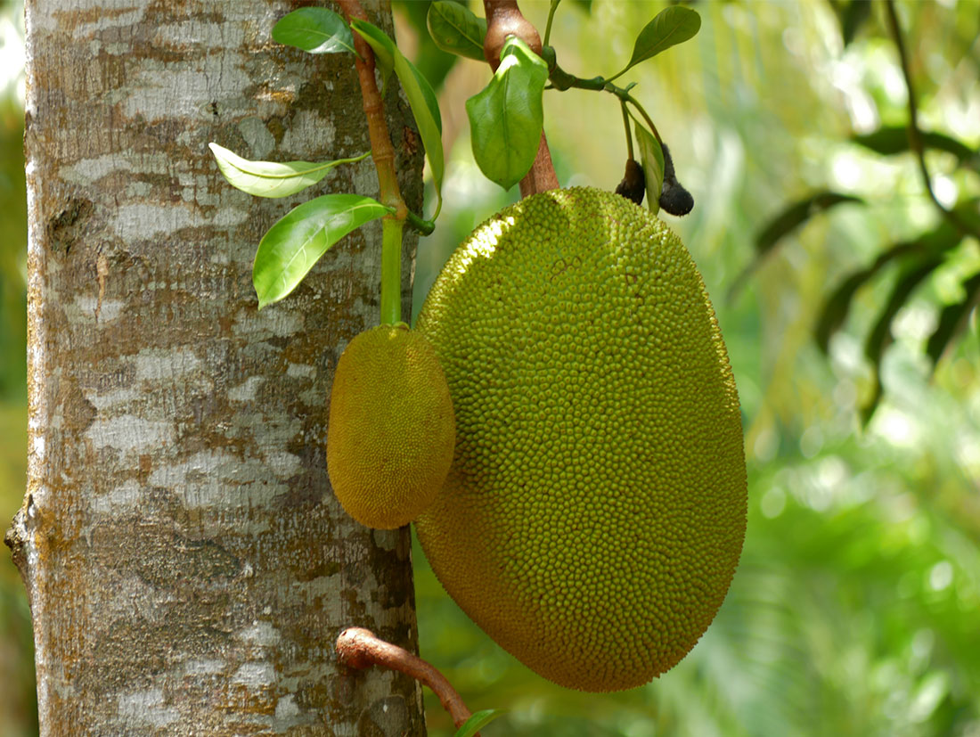 Mit einer Länge von 90cm können reife Jackfrüchte bis zu 15kg auf die Waage bringen - und sind somit die größte Baumfrucht der Erde.