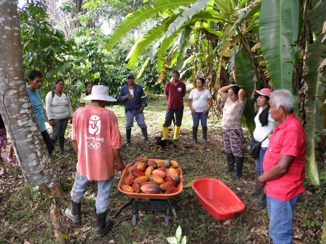 Die Kakaobauern von Samona, Chiru Isla und Sin Chicta bei der Ernte der Kakao-Früchte. 
