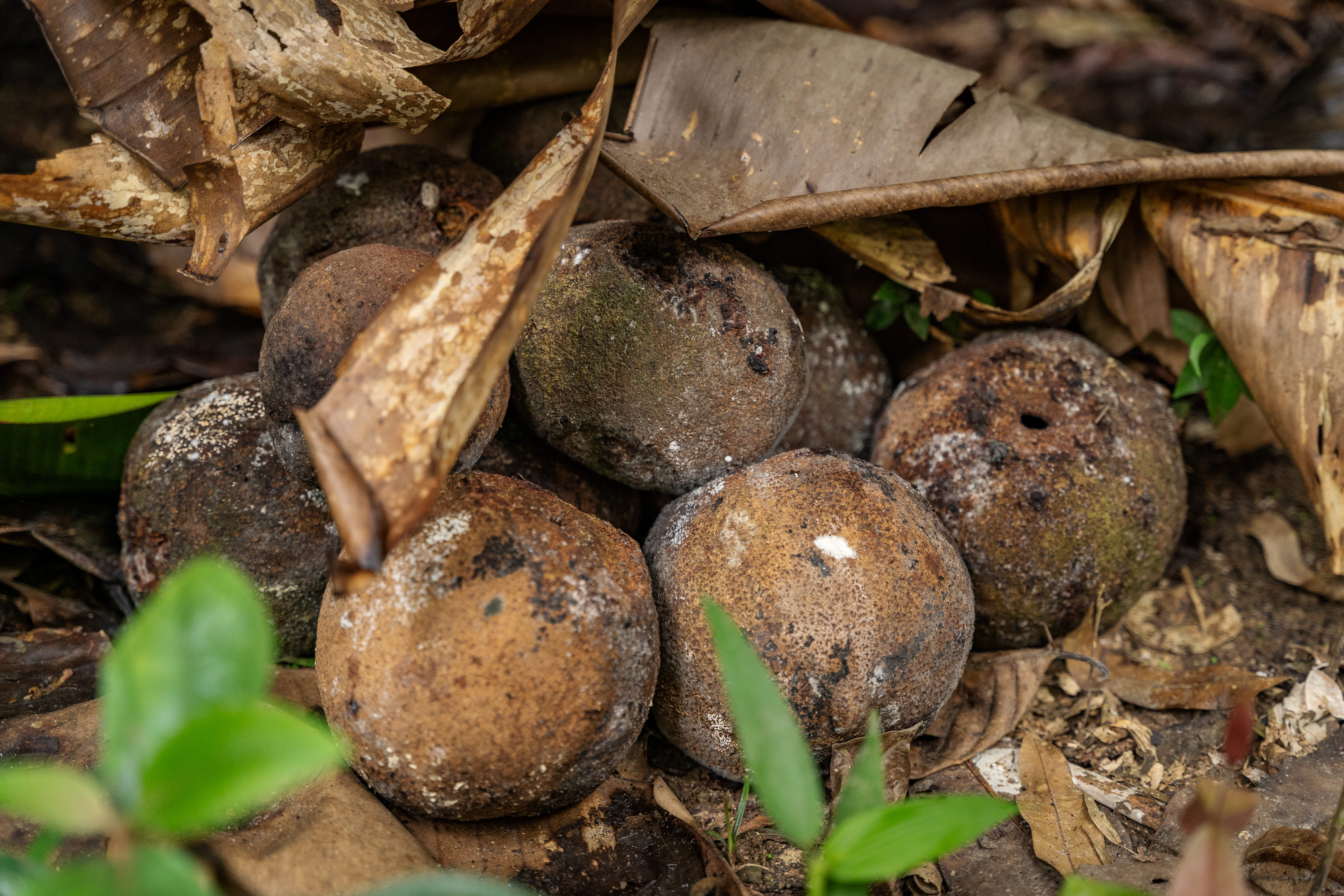 When the Brazil nut fruits are ripe, they fall to the ground...