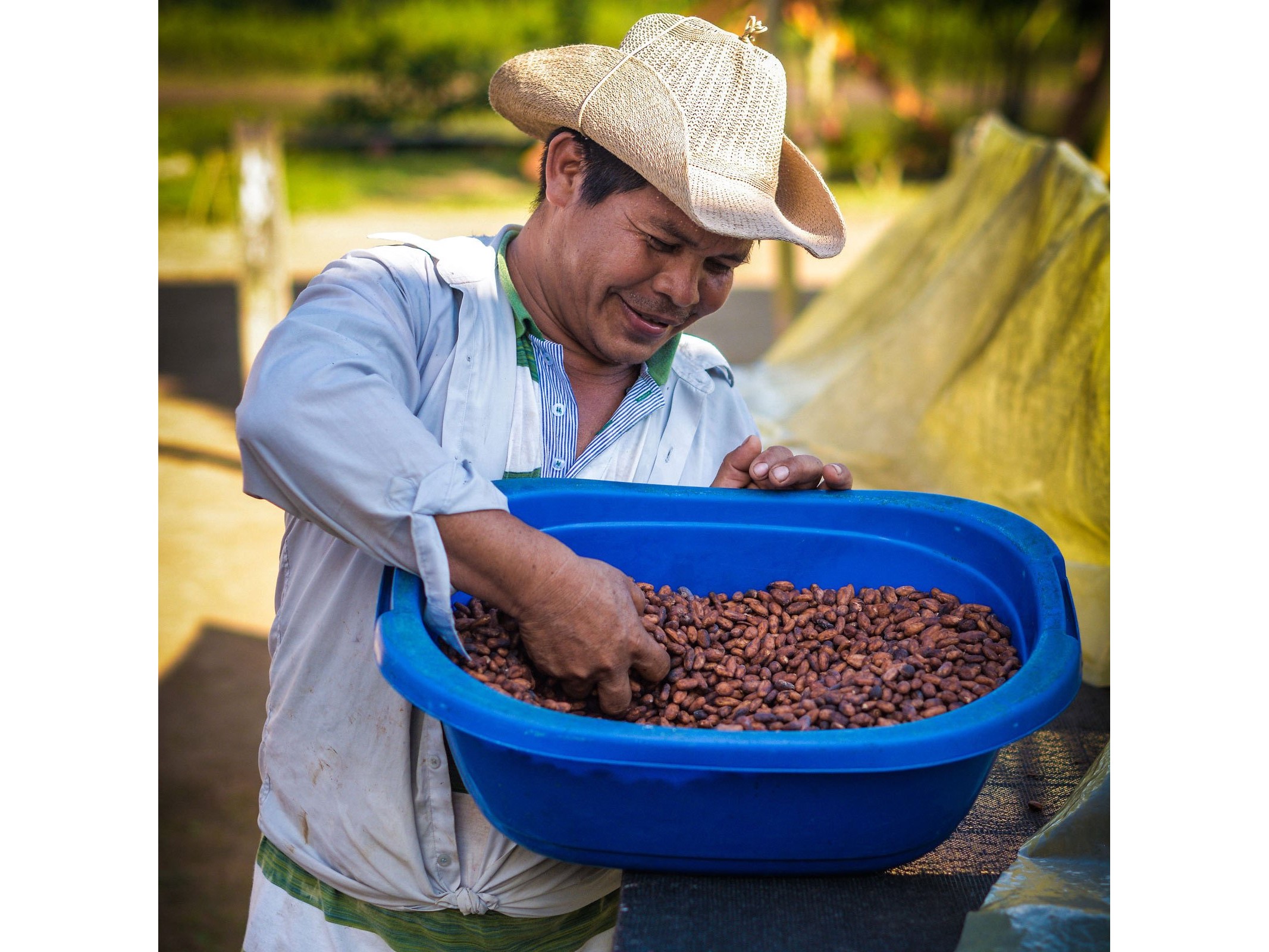 Das Sammeln von Kakaobohnen nimmt viel Zeit in Anspruch, doch es lohnt sich.