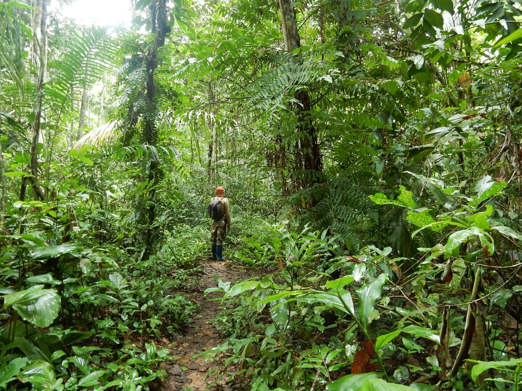 Wildsammlung: sowohl die Paranüsse als auch die Kakaobohnen für diesen Aufstrich werden im bolivianischen Regenwald gesammelt.