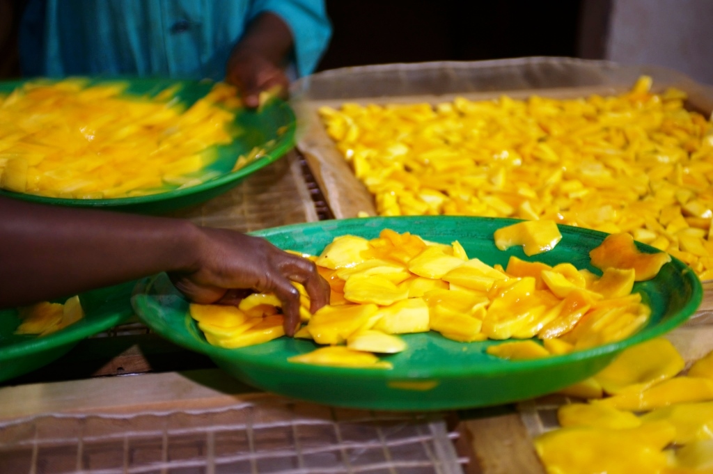Zum Trocknen werden die Mango aufgeschnitten und auf Gitter gelegt, die dann in Öfen während Stunden trocknen. 